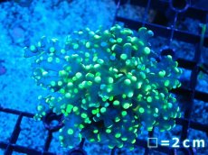 画像1: 【サンゴまとめ買い割り引き対象商品30周年セール】 【サンゴ】【通販】コエダナガレハナサンゴ（Metallic Green/フラグ)（個体販売）No.1（生体）（サンゴ） (1)