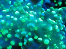 画像2: 【サンゴまとめ買い割り引き対象商品30周年セール】 【サンゴ】【通販】コエダナガレハナサンゴ（Metallic Green/フラグ)（個体販売）No.1（生体）（サンゴ） (2)