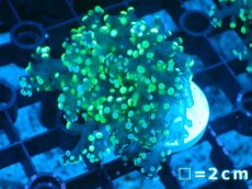 画像1: 【サンゴまとめ買い割り引き対象商品30周年セール】 【サンゴ】【通販】コエダナガレハナサンゴ（Metallic Green/フラグ)（個体販売）No.2（生体）（サンゴ） (1)