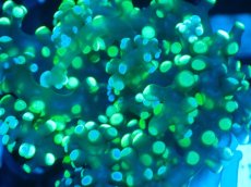 画像2: 【サンゴまとめ買い割り引き対象商品30周年セール】 【サンゴ】【通販】コエダナガレハナサンゴ（Metallic Green/フラグ)（個体販売）No.2（生体）（サンゴ） (2)