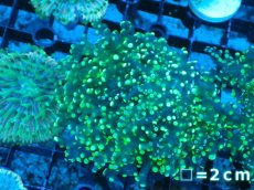 画像1: 【サンゴまとめ買い割り引き対象商品30周年セール】 【サンゴ】【通販】コエダナガレハナサンゴ（Metallic Green/フラグ)（個体販売）No.3（生体）（サンゴ） (1)