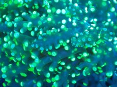 画像2: 【サンゴまとめ買い割り引き対象商品30周年セール】 【サンゴ】【通販】コエダナガレハナサンゴ（Metallic Green/フラグ)（個体販売）No.3（生体）（サンゴ） (2)