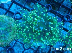 画像1: 【サンゴまとめ買い割り引き対象商品30周年セール】 【サンゴ】【通販】コエダナガレハナサンゴ（Metallic Green/フラグ)（個体販売）No.4（生体）（サンゴ） (1)