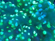 画像2: 【サンゴまとめ買い割り引き対象商品30周年セール】 【サンゴ】【通販】コエダナガレハナサンゴ（Metallic Green/フラグ)（個体販売）No.4（生体）（サンゴ） (2)