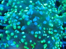 画像2: 【サンゴまとめ買い割り引き対象商品30周年セール】 【サンゴ】【通販】コエダナガレハナサンゴ（Metallic Green/フラグ)（個体販売）No.5（生体）（サンゴ） (2)