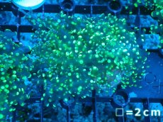 画像1: 【サンゴまとめ買い割り引き対象商品30周年セール】 【サンゴ】【通販】コエダナガレハナサンゴ（Metallic Green/フラグ)（個体販売）No.6（生体）（サンゴ） (1)