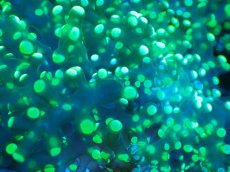 画像2: 【サンゴまとめ買い割り引き対象商品30周年セール】 【サンゴ】【通販】コエダナガレハナサンゴ（Metallic Green/フラグ)（個体販売）No.6（生体）（サンゴ） (2)