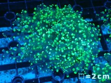 画像1: 【サンゴまとめ買い割り引き対象商品30周年セール】 【サンゴ】【通販】コエダナガレハナサンゴ（Metallic Green/フラグ)（個体販売）No.7（生体）（サンゴ） (1)