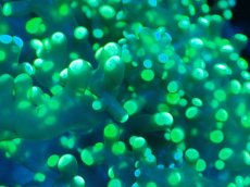 画像2: 【サンゴまとめ買い割り引き対象商品30周年セール】 【サンゴ】【通販】コエダナガレハナサンゴ（Metallic Green/フラグ)（個体販売）No.7（生体）（サンゴ） (2)