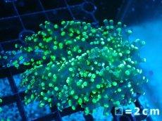 画像1: 【サンゴまとめ買い割り引き対象商品30周年セール】 【サンゴ】【通販】コエダナガレハナサンゴ（Metallic Green/フラグ)（個体販売）No.8（生体）（サンゴ） (1)