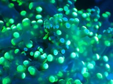 画像2: 【サンゴまとめ買い割り引き対象商品30周年セール】 【サンゴ】【通販】コエダナガレハナサンゴ（Metallic Green/フラグ)（個体販売）No.8（生体）（サンゴ） (2)