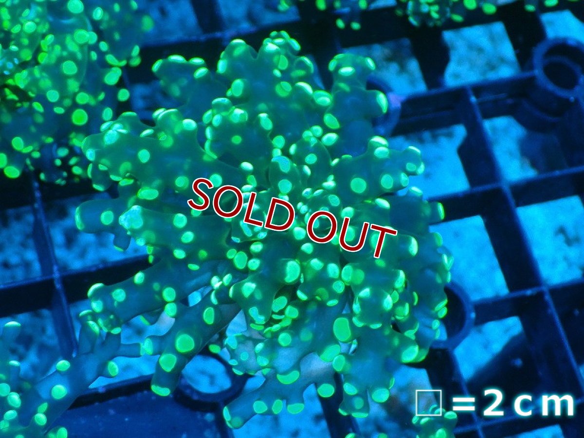 画像1: 【サンゴ】【通販】コエダナガレハナサンゴ（Metallic Green/フラグ)（個体販売）No.9（生体）（サンゴ） (1)