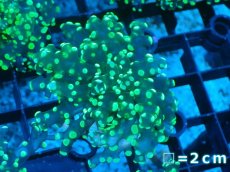 画像1: 【サンゴまとめ買い割り引き対象商品30周年セール】 【サンゴ】【通販】コエダナガレハナサンゴ（Metallic Green/フラグ)（個体販売）No.9（生体）（サンゴ） (1)