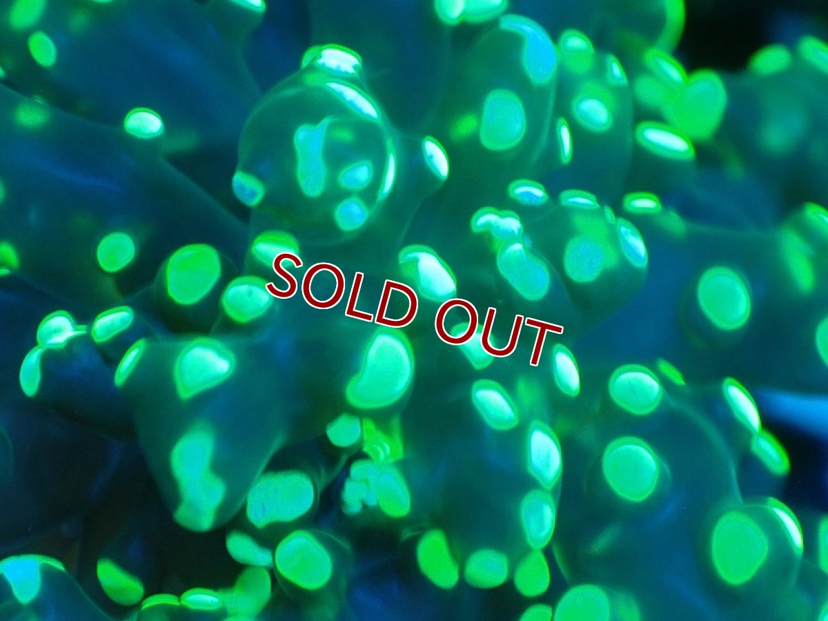 画像2: 【サンゴ】【通販】コエダナガレハナサンゴ（Metallic Green/フラグ)（個体販売）No.9（生体）（サンゴ） (2)
