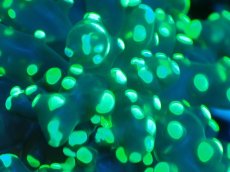 画像2: 【サンゴまとめ買い割り引き対象商品30周年セール】 【サンゴ】【通販】コエダナガレハナサンゴ（Metallic Green/フラグ)（個体販売）No.9（生体）（サンゴ） (2)