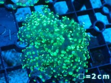 画像1: 【サンゴまとめ買い割り引き対象商品30周年セール】 【サンゴ】【通販】コエダナガレハナサンゴ（Metallic Green/フラグ)（個体販売）No.10（生体）（サンゴ） (1)