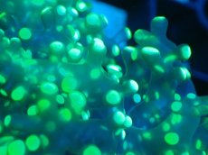 画像2: 【サンゴまとめ買い割り引き対象商品30周年セール】 【サンゴ】【通販】コエダナガレハナサンゴ（Metallic Green/フラグ)（個体販売）No.10（生体）（サンゴ） (2)