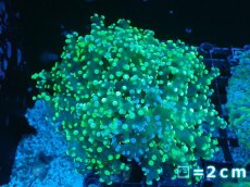 画像1: 【サンゴまとめ買い割り引き対象商品30周年セール】 【サンゴ】【通販】コエダナガレハナサンゴ（Metallic Green/フラグ)（個体販売）No.11（生体）（サンゴ） (1)