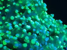 画像2: 【サンゴまとめ買い割り引き対象商品30周年セール】 【サンゴ】【通販】コエダナガレハナサンゴ（Metallic Green/フラグ)（個体販売）No.11（生体）（サンゴ） (2)