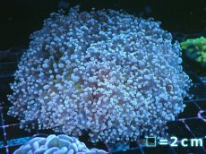 画像1: 【サンゴまとめ買い割り引き対象商品30周年セール】 【サンゴ】【通販】ホンタコアシサンゴ（Yellow/Green Core)Mサイズ（個体販売）No.1（生体）（サンゴ） (1)