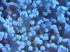 画像2: 【サンゴまとめ買い割り引き対象商品30周年セール】 【サンゴ】【通販】ホンタコアシサンゴ（Yellow/Green Core)Mサイズ（個体販売）No.1（生体）（サンゴ） (2)