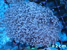 画像1: 【サンゴまとめ買い割り引き対象商品30周年セール】 【サンゴ】【通販】ホンタコアシサンゴ（Light Purple)SMサイズ（個体販売）No.2（生体）（サンゴ） (1)