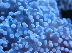 画像2: 【サンゴまとめ買い割り引き対象商品30周年セール】 【サンゴ】【通販】ホンタコアシサンゴ（Light Purple)SMサイズ（個体販売）No.2（生体）（サンゴ） (2)