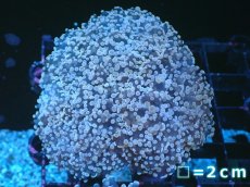 画像1: 【サンゴまとめ買い割り引き対象商品30周年セール】 【サンゴ】【通販】ホンタコアシサンゴ（Light Purple)SMサイズ（個体販売）No.3（生体）（サンゴ） (1)