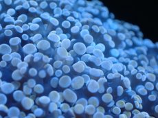 画像2: 【サンゴまとめ買い割り引き対象商品30周年セール】 【サンゴ】【通販】ホンタコアシサンゴ（Light Purple)SMサイズ（個体販売）No.3（生体）（サンゴ） (2)