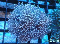 画像1: 【サンゴまとめ買い割り引き対象商品30周年セール】 【サンゴ】【通販】ホンタコアシサンゴ（Light Purple)Sサイズ（個体販売）No.4（生体）（サンゴ） (1)