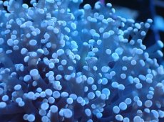 画像2: 【サンゴまとめ買い割り引き対象商品30周年セール】 【サンゴ】【通販】ホンタコアシサンゴ（Light Purple)Sサイズ（個体販売）No.4（生体）（サンゴ） (2)