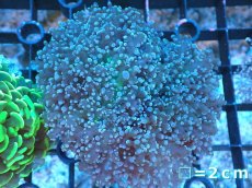 画像1: 【サンゴまとめ買い割り引き対象商品30周年セール】 【サンゴ】【通販】ホンタコアシサンゴ（Yellow/Green Core)SMサイズ（個体販売）No.5（生体）（サンゴ） (1)