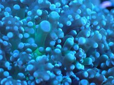 画像2: 【サンゴまとめ買い割り引き対象商品30周年セール】 【サンゴ】【通販】ホンタコアシサンゴ（Yellow/Green Core)SMサイズ（個体販売）No.5（生体）（サンゴ） (2)