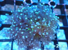 画像1: 【サンゴまとめ買い割り引き対象商品30周年セール】 【サンゴ】【通販】ホンタコアシサンゴ（Yellow/Green Core)SMサイズ（個体販売）No.6（生体）（サンゴ） (1)