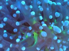 画像2: 【サンゴまとめ買い割り引き対象商品30周年セール】 【サンゴ】【通販】ホンタコアシサンゴ（Yellow/Green Core)SMサイズ（個体販売）No.6（生体）（サンゴ） (2)