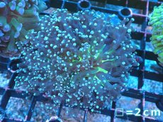 画像1: 【サンゴまとめ買い割り引き対象商品30周年セール】 【サンゴ】【通販】ホンタコアシサンゴ（Yellow/Green Core)SMサイズ（個体販売）No.7（生体）（サンゴ） (1)