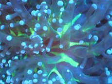 画像2: 【サンゴまとめ買い割り引き対象商品30周年セール】 【サンゴ】【通販】ホンタコアシサンゴ（Yellow/Green Core)SMサイズ（個体販売）No.7（生体）（サンゴ） (2)