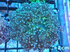 画像1: 【サンゴまとめ買い割り引き対象商品30周年セール】 【サンゴ】【通販】ホンタコアシサンゴ（Yellow/Green Core)SMサイズ（個体販売）No.8（生体）（サンゴ） (1)