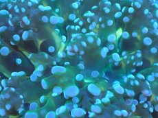 画像2: 【サンゴまとめ買い割り引き対象商品30周年セール】 【サンゴ】【通販】ホンタコアシサンゴ（Yellow/Green Core)SMサイズ（個体販売）No.8（生体）（サンゴ） (2)