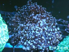 画像1: 【サンゴまとめ買い割り引き対象商品30周年セール】 【サンゴ】【通販】ホンタコアシサンゴ（Yellow/Green Core)Mサイズ（個体販売）No.9（生体）（サンゴ） (1)