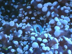 画像2: 【サンゴまとめ買い割り引き対象商品30周年セール】 【サンゴ】【通販】ホンタコアシサンゴ（Yellow/Green Core)Mサイズ（個体販売）No.9（生体）（サンゴ） (2)