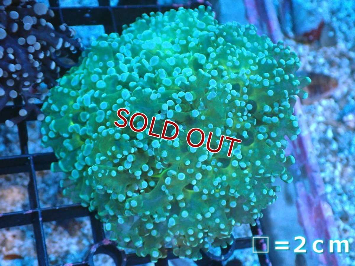画像1: 【サンゴ】【通販】ホンタコアシサンゴ（Clear Green)Mサイズ（個体販売）No.10（生体）（サンゴ） (1)