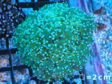 画像1: 【サンゴまとめ買い割り引き対象商品30周年セール】 【サンゴ】【通販】ホンタコアシサンゴ（Clear Green)Mサイズ（個体販売）No.10（生体）（サンゴ） (1)