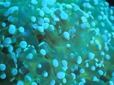 画像2: 【サンゴまとめ買い割り引き対象商品30周年セール】 【サンゴ】【通販】ホンタコアシサンゴ（Clear Green)Mサイズ（個体販売）No.10（生体）（サンゴ） (2)