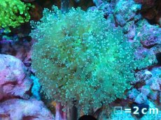 画像1: 【サンゴまとめ買い割り引き対象商品30周年セール】 【サンゴ】【通販】ホンタコアシサンゴ（Clear Green)MLサイズ（個体販売）No.11（生体）（サンゴ） (1)