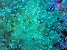 画像2: 【サンゴまとめ買い割り引き対象商品30周年セール】 【サンゴ】【通販】ホンタコアシサンゴ（Clear Green)MLサイズ（個体販売）No.11（生体）（サンゴ） (2)