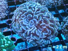 画像1: 【サンゴまとめ買い割り引き対象商品30周年セール】 【サンゴ】【通販】ナガレハナサンゴ（Purple/Yellow Stem）SMサイズ（個体販売）No.1（生体）（サンゴ） (1)