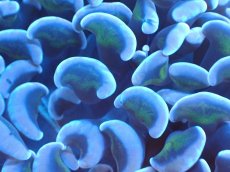 画像2: 【サンゴまとめ買い割り引き対象商品30周年セール】 【サンゴ】【通販】ナガレハナサンゴ（Purple/Yellow Stem）SMサイズ（個体販売）No.1（生体）（サンゴ） (2)