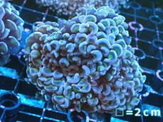 画像1: 【サンゴまとめ買い割り引き対象商品30周年セール】 【サンゴ】【通販】ナガレハナサンゴ（Purple/Yellow Stem）SMサイズ（個体販売）No.2（生体）（サンゴ） (1)