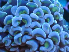 画像2: 【サンゴまとめ買い割り引き対象商品30周年セール】 【サンゴ】【通販】ナガレハナサンゴ（Purple/Yellow Stem）SMサイズ（個体販売）No.2（生体）（サンゴ） (2)